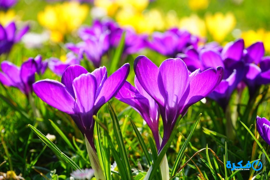 اللون البنفسجي في المنام وتفسير رؤية اللون البنفسج في المنام 1 crocus flower spring buhen 55828