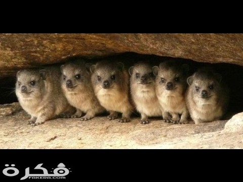 معلومات عن حيوان الوبر 1 hqdefault 3