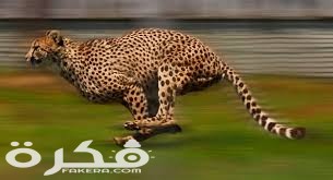 أسرع الحيوانات في الجري 1 images 6