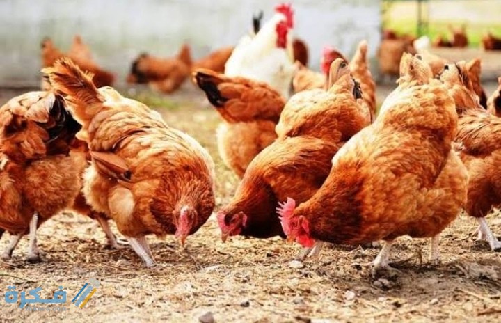 شرح خطوات تربية الدواجن الحديثة بسهولة 1 IMG ٢٠٢٠٠٩١٥ ٢١٠٤٥٩