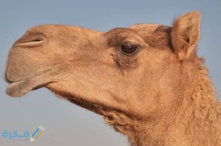 لماذا تدفن رأس الجمل بعد الذبح ؟ 1 IMG ٢٠٢٠٠٩١٦ ٢٠١٠٢٨
