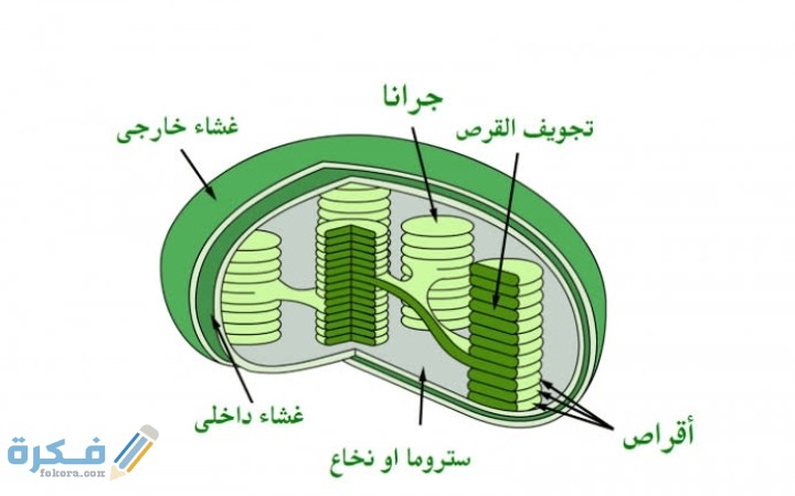 وجود بلاستيدة واحدة في كل خلية من خصائص 1 IMG ٢٠٢٠١٢٠٦ ٠٢٢٠٢٨