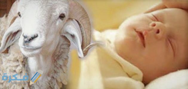 ما حكم ذبح العقيقة قبل اليوم السابع 1 العقيقة