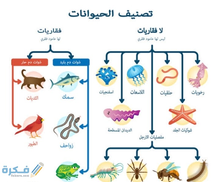 مقارنة بين الفقاريات واللافقاريات 1 مقارنة بين الفقاريات واللافقاريات