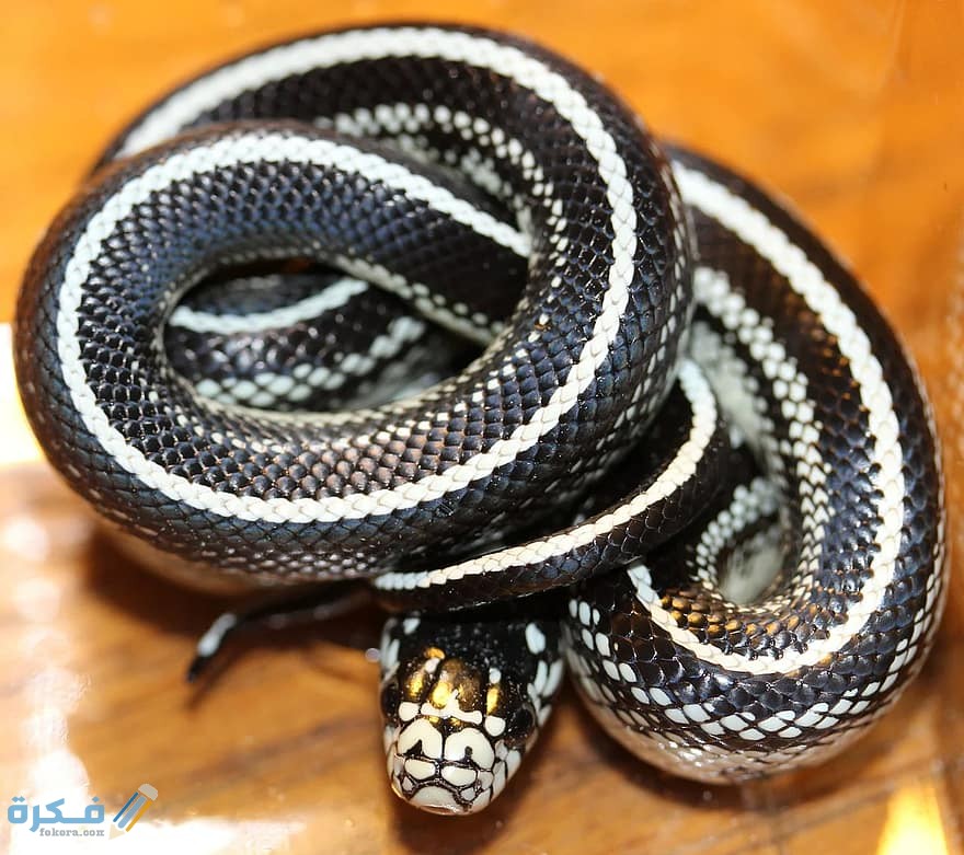 تفسير رؤية ثعبان مخطط أبيض وأسود في المنام 1 chain natter lampropeltis getula natter snake black and white striped species close up animals reptile