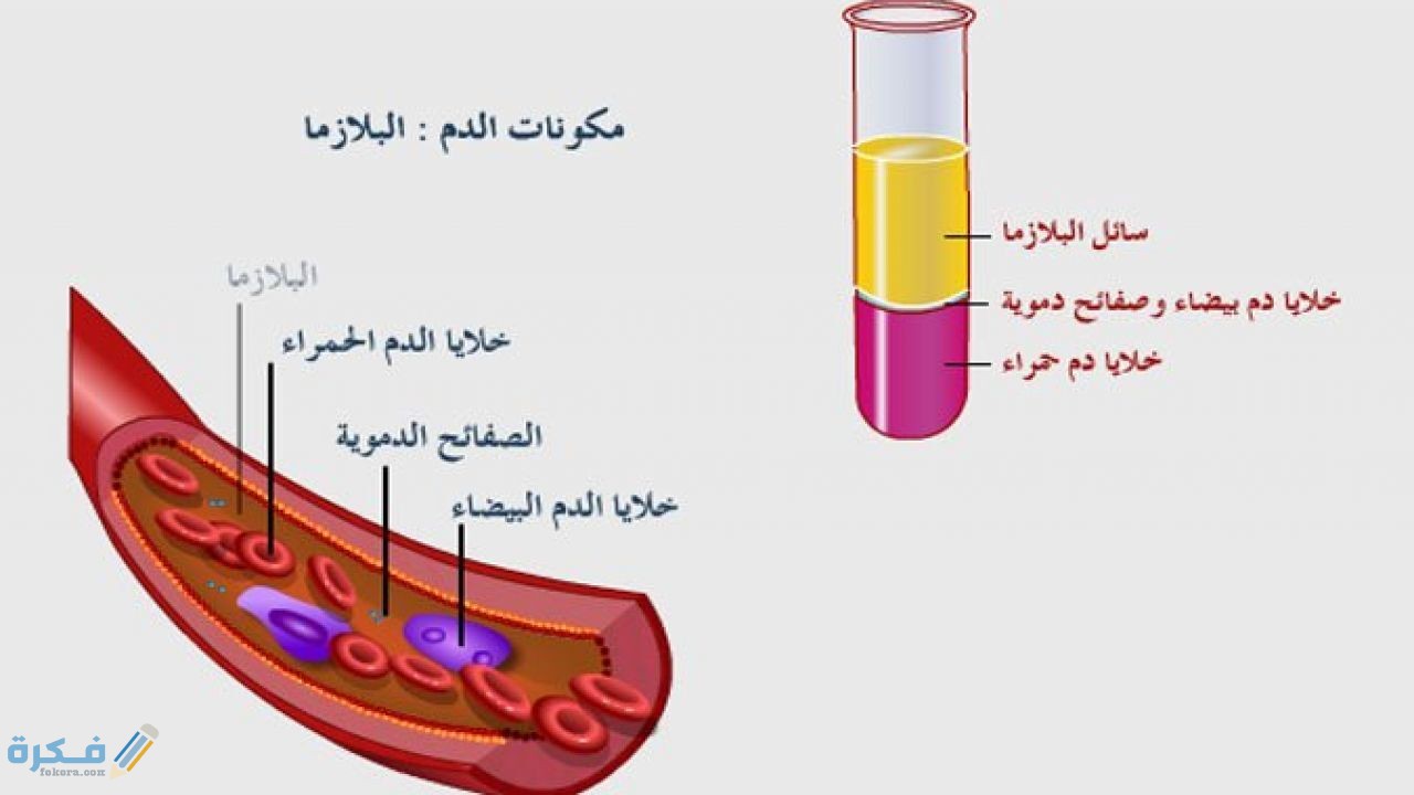 مكونات الدم ووظائفها : ما هي ونسبتها تعرف عليها 1 الصفائح الدموية