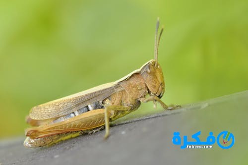 فوائد أكل الجراد 1 konik grasshopper insect macro 67630