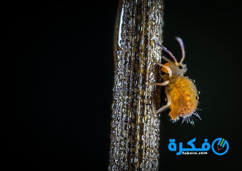 تفسير حلم القمل لابن سيرين 1 تفسير