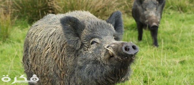 معلومات عن الخنزير البرى 1 wild boars Fukushima 680x365 680x300 1