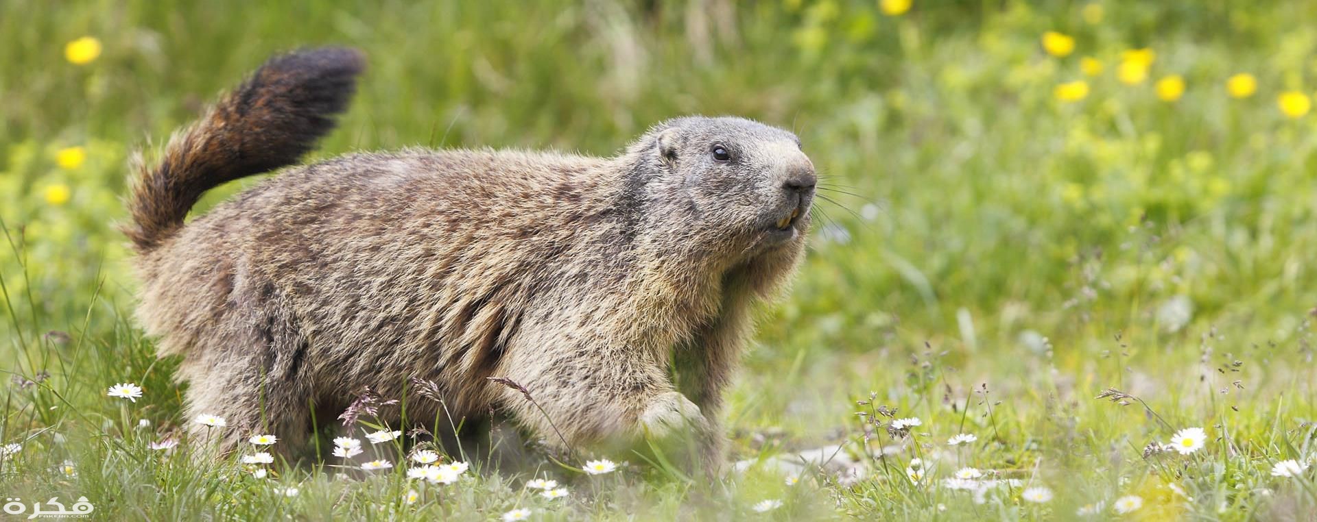 معلومات عن حيوان المرموط 1 Groundhog also known as marmot or woodchuck is the largest member of the squirrel family