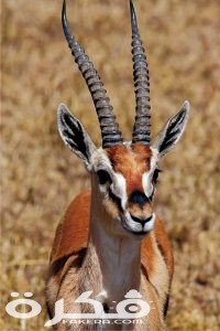 معلومات عن غزال الريم 1 الريم 200x300 1