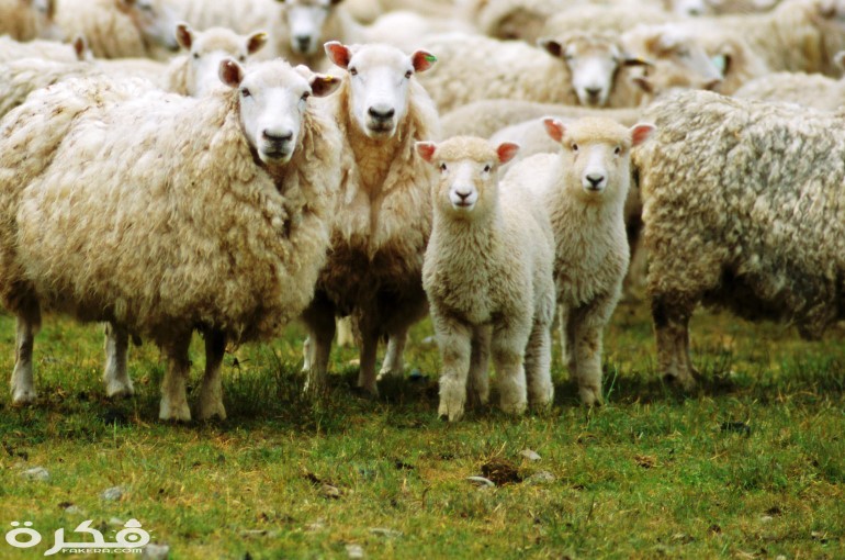 معلومات عن الخروف 1 sheep farming