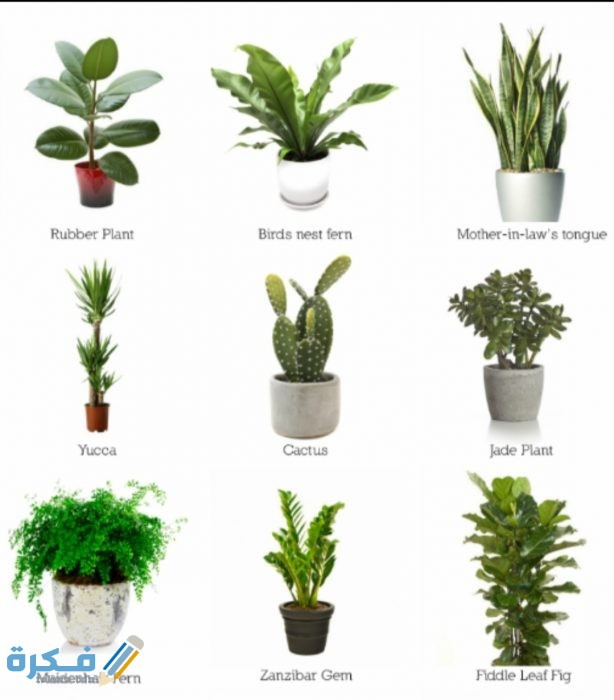 مجلس نهب ينبغي اسماء نباتات الزينة مع الصور Sjvbca Org