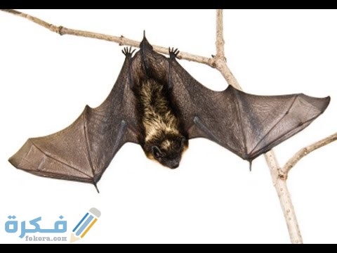 حلمت خفاش عضني 1 hqdefault 2