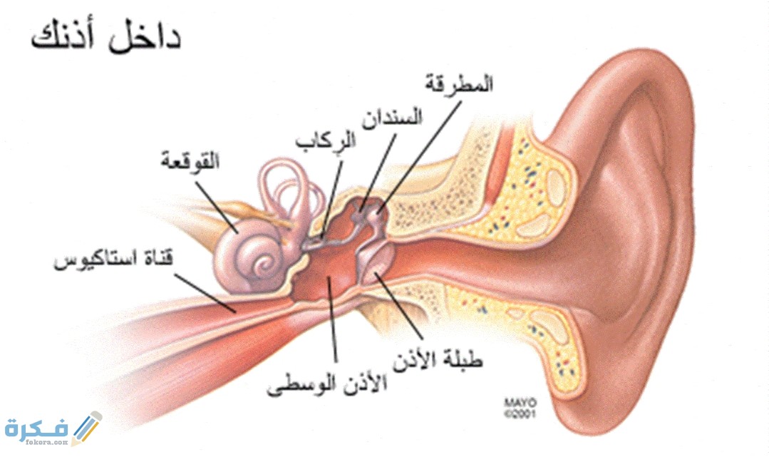 مواضع الحجامة لمرض التهاب الأذن الوسطى 1 IMG ٢٠٢٠٠٦٠٢ ١٥٣٧٣٧