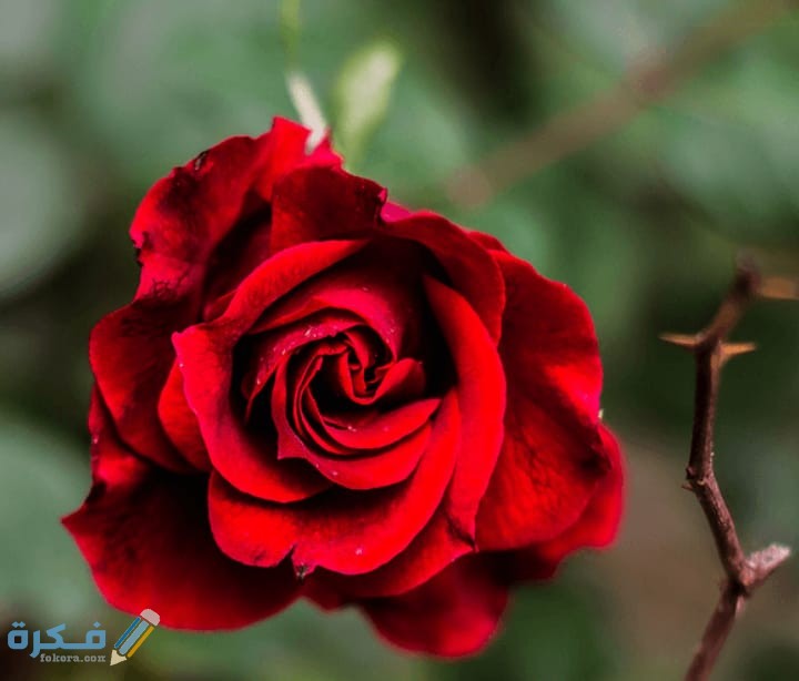 ❌ لم يتم التوليد 1 IMG 20200707 WA0002