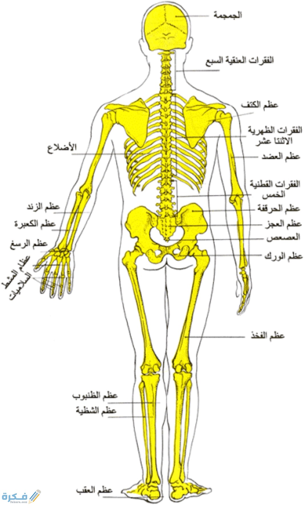 ماهو الجزء الوحيد في جسم الانسان الذي لايصله الدم