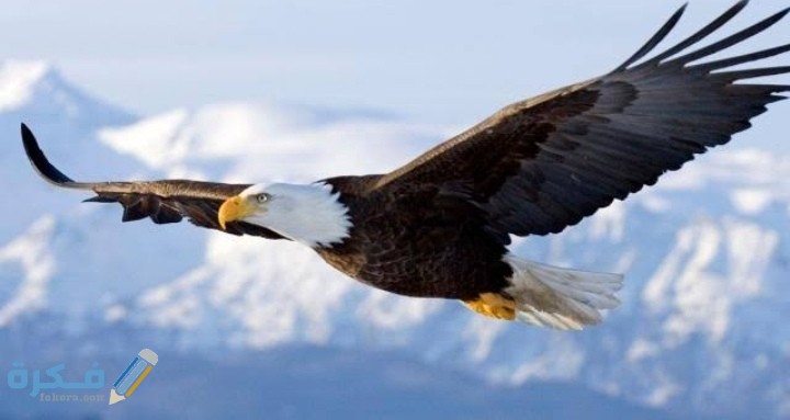 انواع النسور واشكالها 1 IMG ٢٠٢٠٠٩١٩ ٠٠٣٣٣٥
