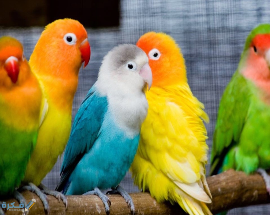 اسماء افضل انواع الطيور للتربية المنزلية - موقع فكرة