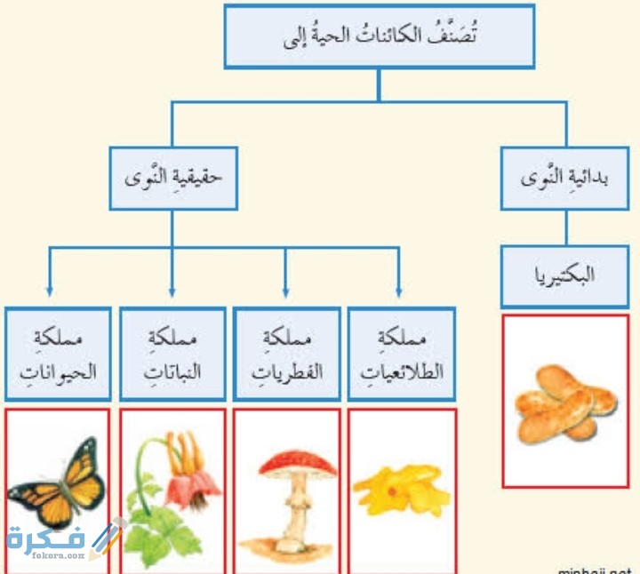 مستوى التصنيف الذي يضم أكبر عدد من المخلوقات الحية المتشابهة في صفاتها العامة يسمى النوع.