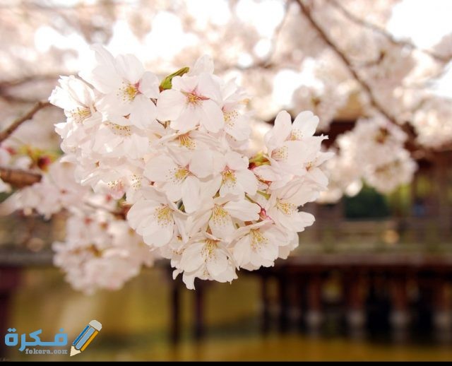 صور خلفيات لابتوب 2021