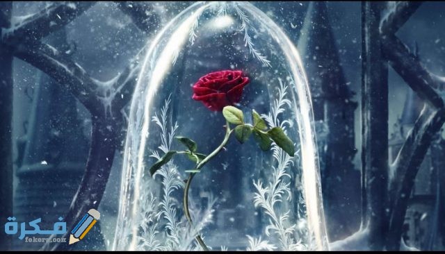 صور خلفيات لابتوب 2021