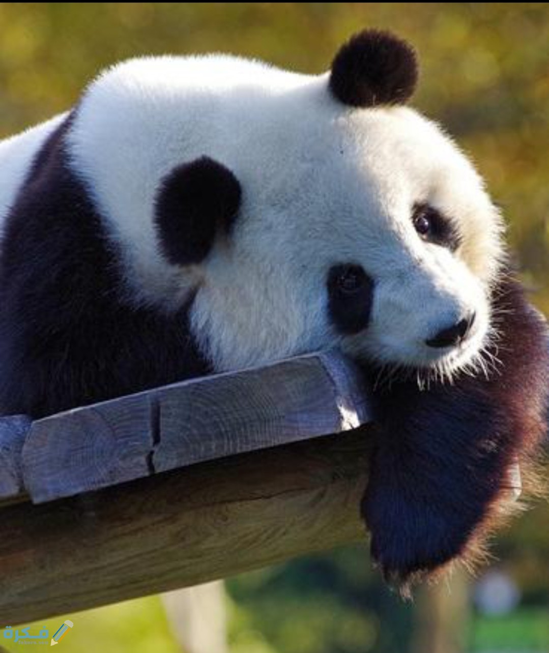صور خلفيات حيوان الباندا 2021 - موقع فكرة
