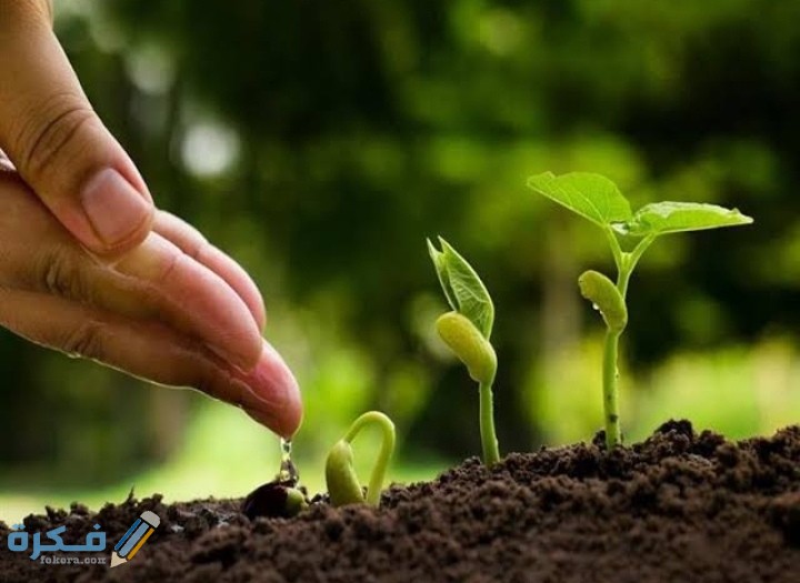 شروط وجوب الزكاة في الحبوب والثمار 1 IMG ٢٠٢٠١١٠٩ ٠١٢٠٤١