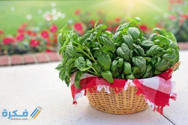 تعلم شرح خطوات زراعة