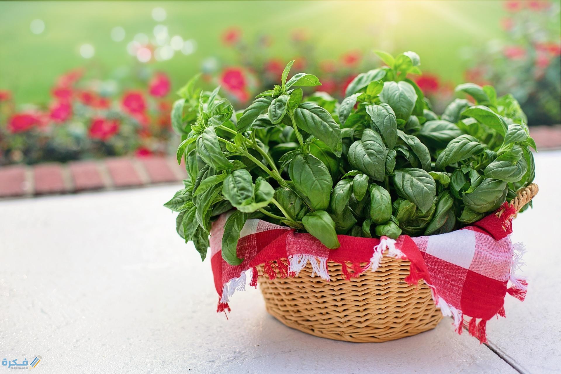 basil 3507984 1920