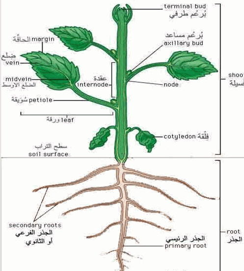 عملية تصنع فيها النباتات غذاءها