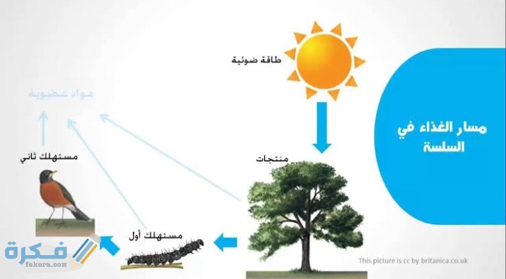 أثر تغير المناخ على السلاسل الغذائية والشبكات الغذائية 1 IMG ٢٠٢٠١٢٠٥ ٠٢٢٠٥٥