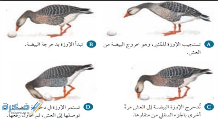 هو سلوك تكون فيه الأفراد الأعلى ترتيبًا في الجماعة قادرة على الوصول للموارد 1 IMG ٢٠٢٠١٢١٠ ٠٢٤٩٠٨