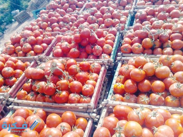 دراسة جدوى مشروع تجفيف