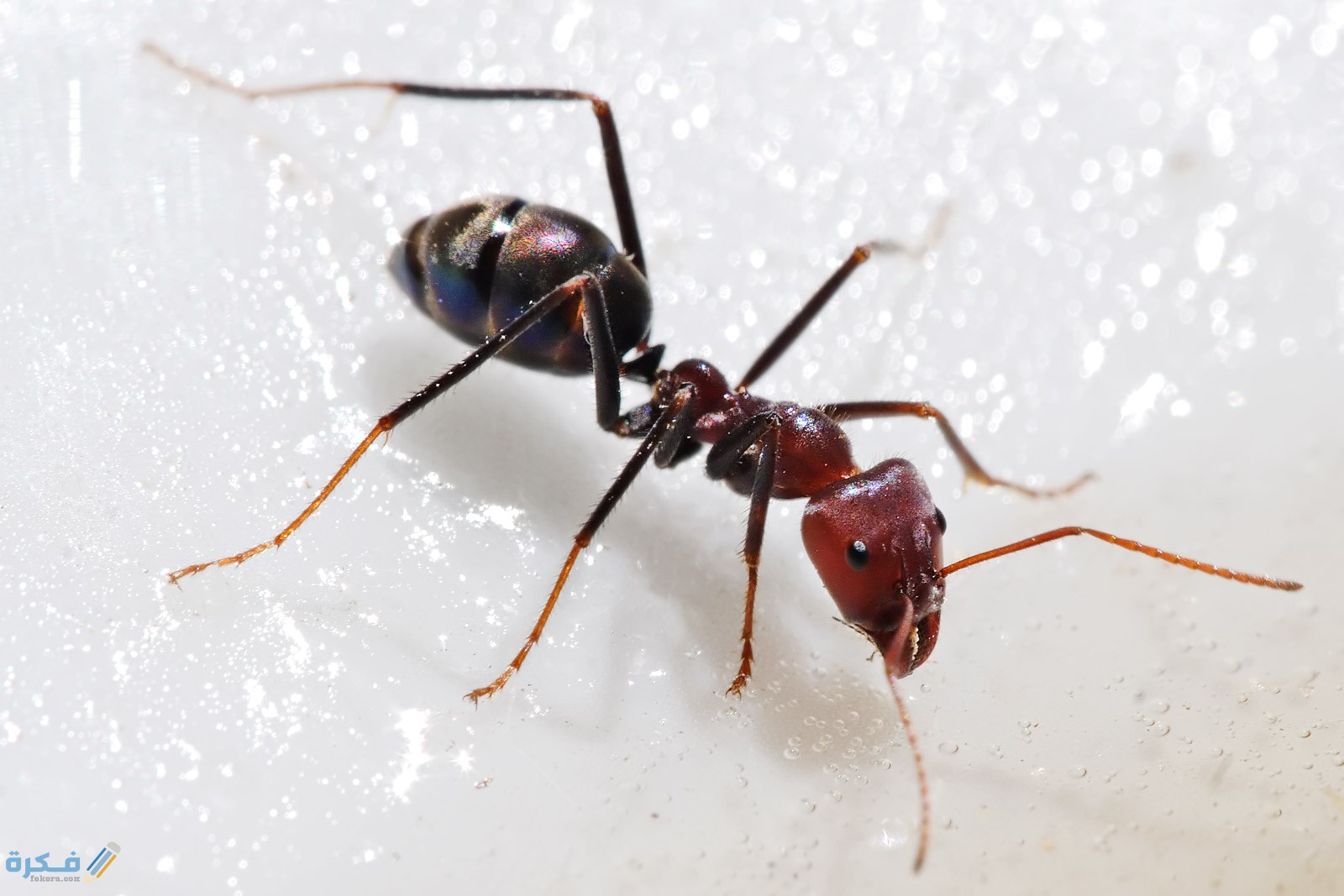 لماذا سميت سورة النمل بهذا الاسم ؟ 1 Meat eater ant feeding on honey02