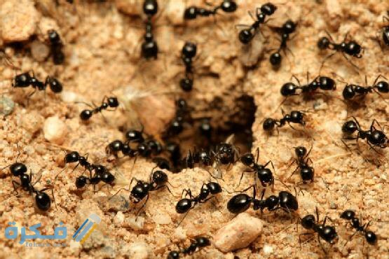 الفرق بين النمل والنحل في العمل