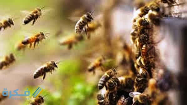 حقائق علمية عن النحل 