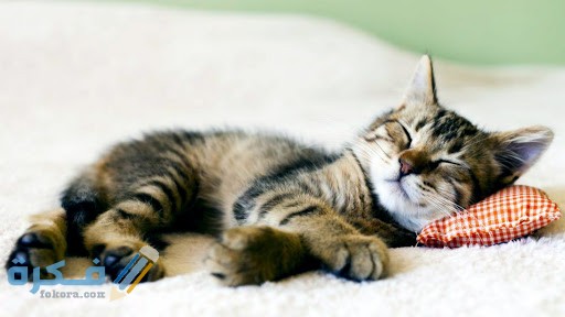 أنواع أكل القطط الصغيرة عمرها شهر أو شهرين