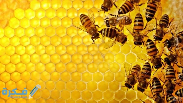حقائق علمية عن النحل