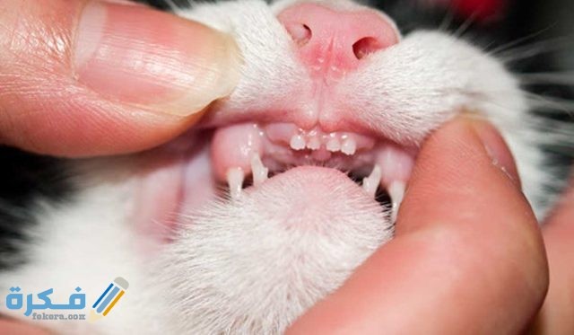 كم عدد اسنان القط البالغ