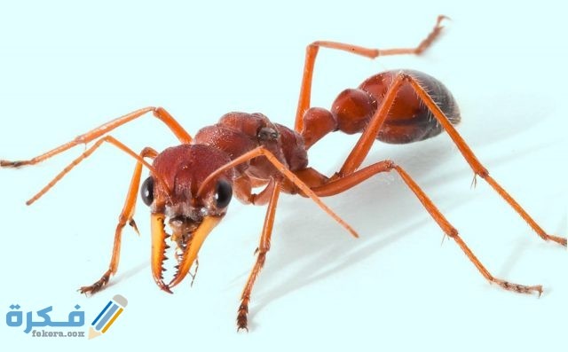 حشرة النمل 