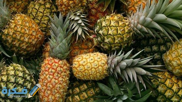 شرح خطوات زراعة الأناناس