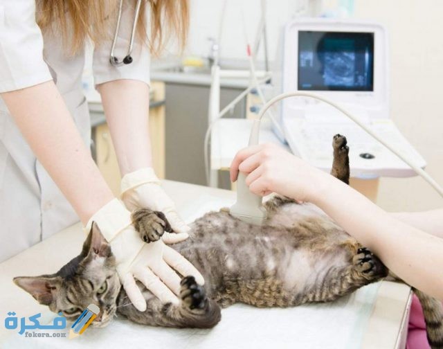 اعراض حمل القطط