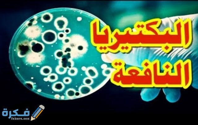 أين تباع البكتيريا النافعة