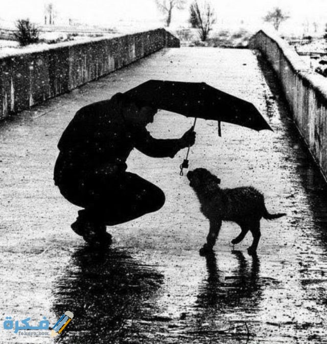 عبارات عن الرفق بالحيوان
