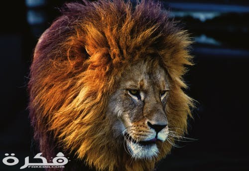 صور خلفيات اسود 2021 موقع فكرة
