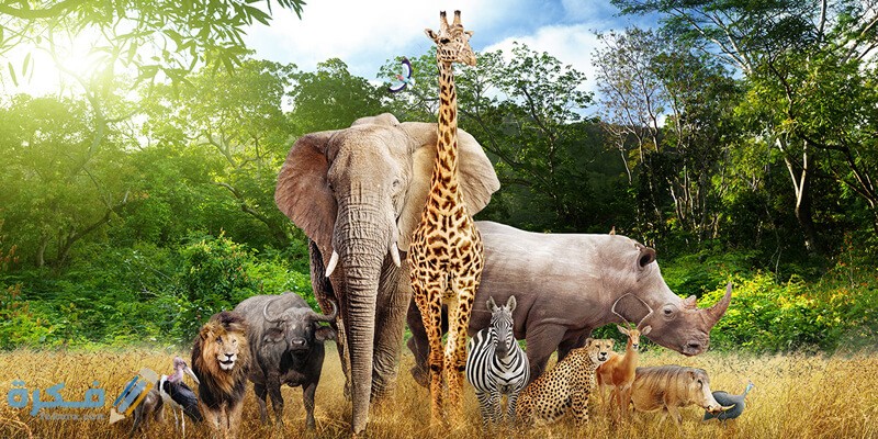 اسماء بيوت حيوانات 1 top 15 info about animal characteristics species