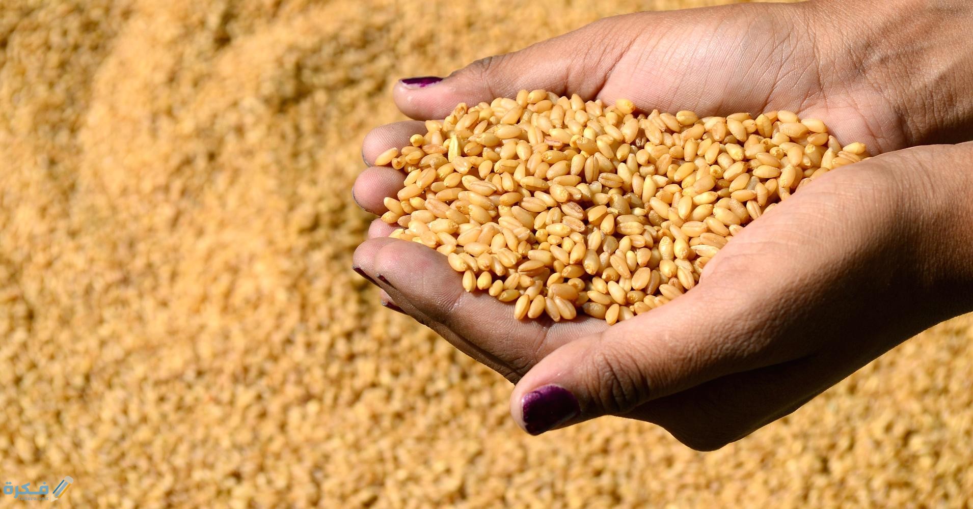 تفسير حلم رؤية غربلة القمح في المنام 1 1