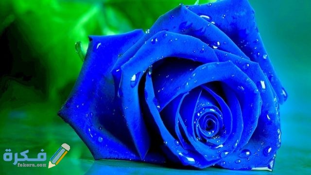 صور ورود طبيعية 2021 اجمل خلفيات ورود جميلة موقع فكرة