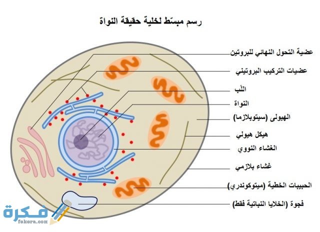 ما الذي يتحكم في مرور المواد من الخلية وإليها